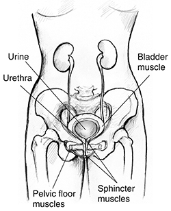 Parts of the bladder control system