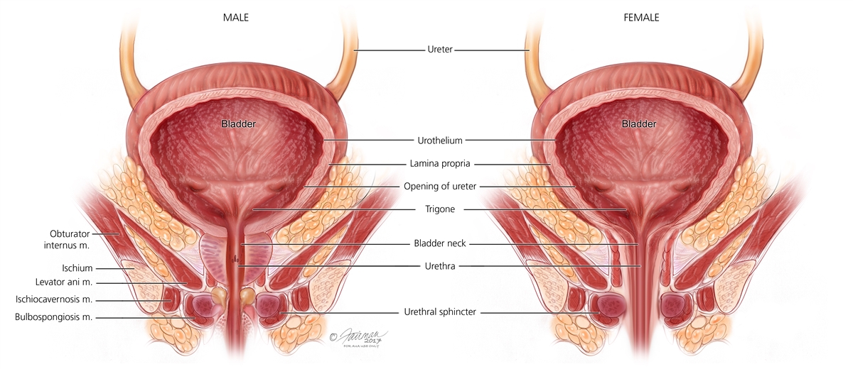 Pelvic Floor Muscles: Symptoms, Diagnosis & Treatment - Urology Care  Foundation