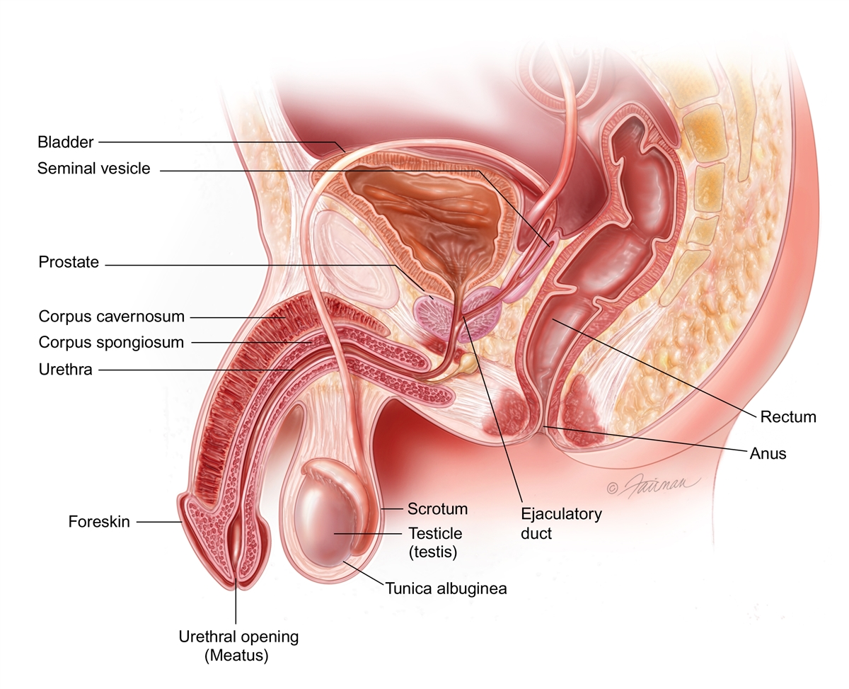 Penile Trauma Symptoms, Diagnosis and Treatment